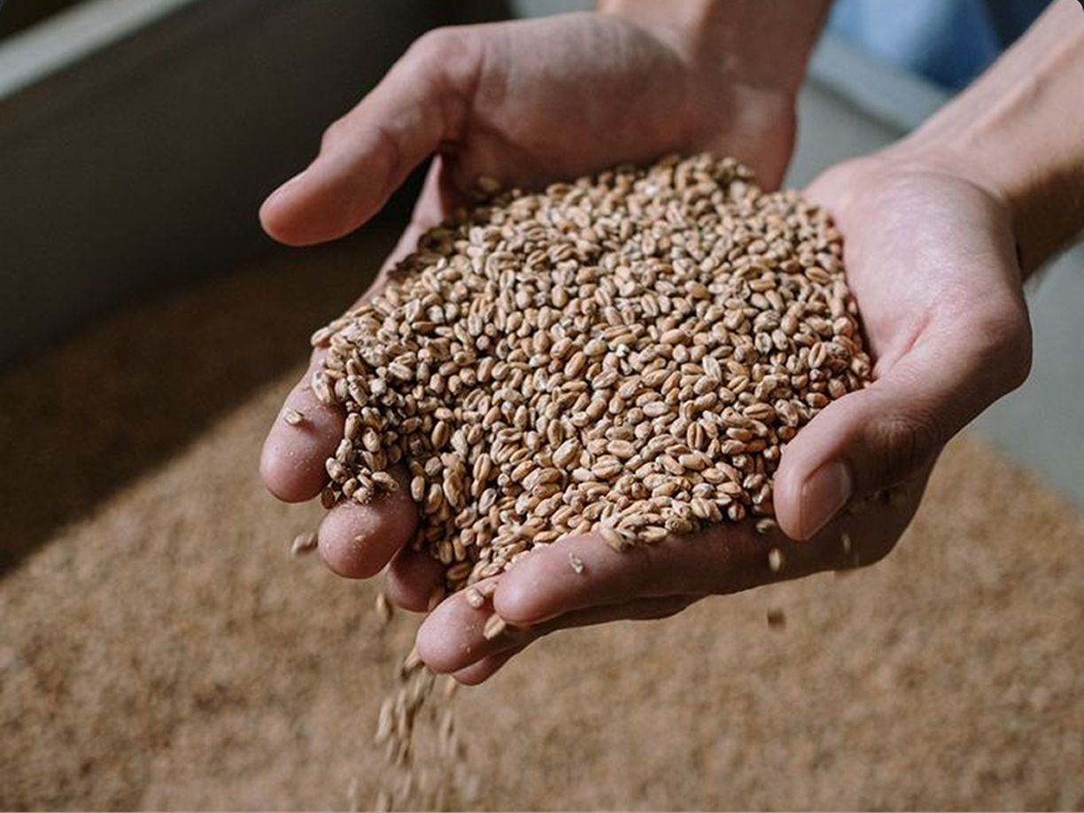 Korn vor der Mahlung